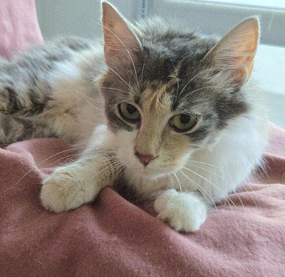 Katzenmädchen Ruby liebt Menschen sehr, EKH Jungtier - Katze