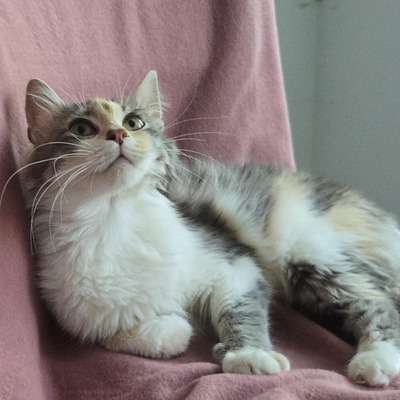 Katzenmädchen Ruby liebt Menschen sehr, EKH Jungtier - Katze
