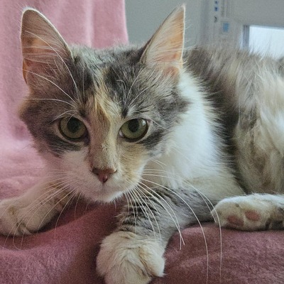 Katzenmädchen Ruby liebt Menschen sehr, EKH Jungtier - Katze