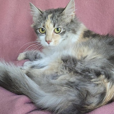 Katzenmädchen Ruby liebt Menschen sehr, EKH Jungtier - Katze