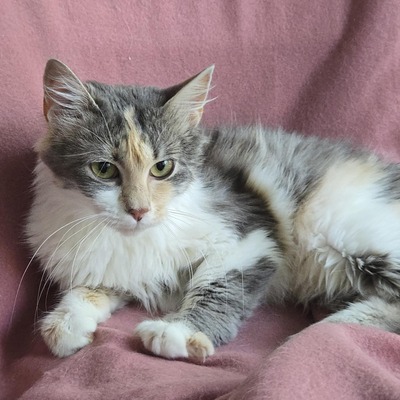 Katzenmädchen Ruby liebt Menschen sehr, EKH Jungtier - Katze