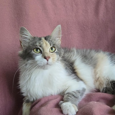Katzenmädchen Ruby liebt Menschen sehr, EKH Jungtier - Katze