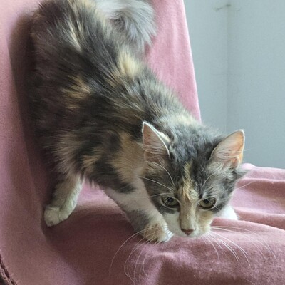 Katzenmädchen Ruby liebt Menschen sehr, EKH Jungtier - Katze
