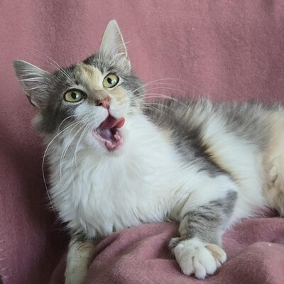 Katzenmädchen Ruby liebt Menschen sehr, EKH Jungtier - Katze