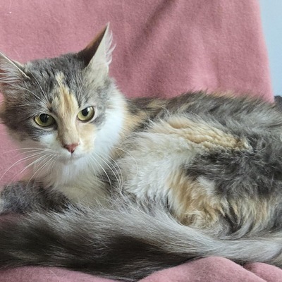 Katzenmädchen Ruby liebt Menschen sehr, EKH Jungtier - Katze