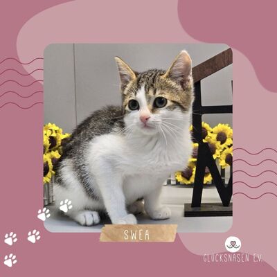 Katzenmädchen Swea packt gern ihren Koffer, EKH Jungtier - Katze