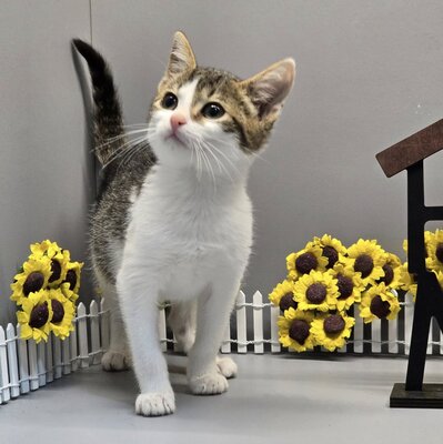 Katzenmädchen Swea packt gern ihren Koffer, EKH Jungtier - Katze