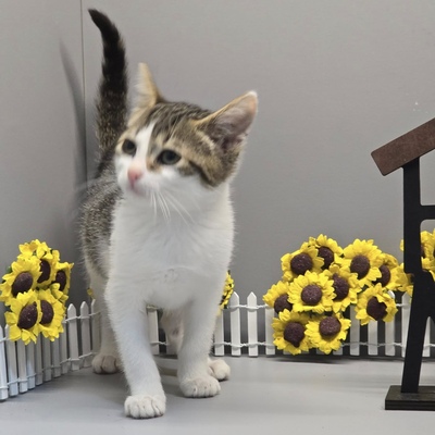 Katzenmädchen Swea sucht Ihre Dosis, EKH Jungtier - Katze
