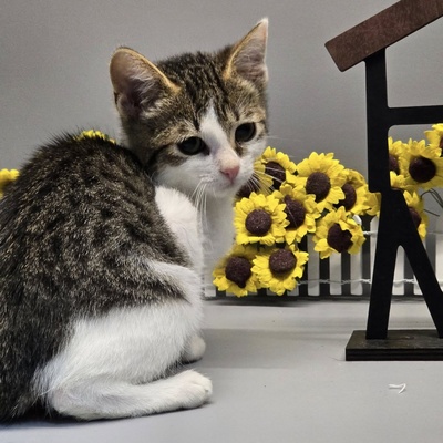 Katzenmädchen Swea sucht Ihre Dosis, EKH Jungtier - Katze