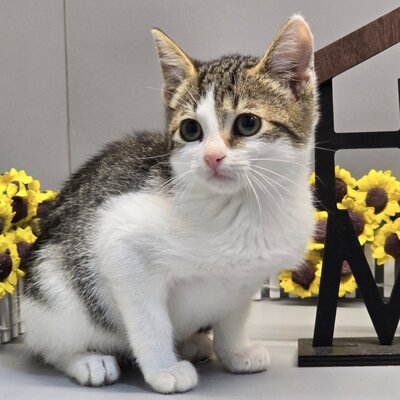 Katzenmädchen Swea sucht Ihre Dosis, EKH Jungtier - Katze