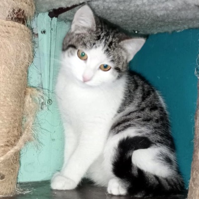 Katzenmädchen Yuna wartet auf Post von Dir, EKH - Katze