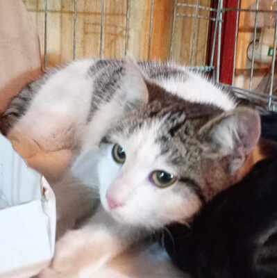 Katzenmädchen Yuna wartet auf Post von Dir, EKH - Katze