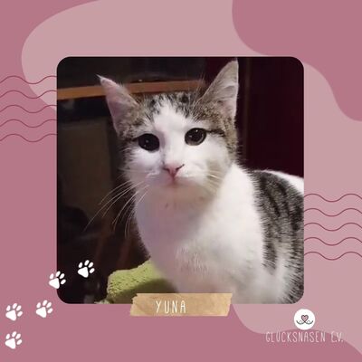Katzenmädchen Yuna wartet auf ihre Menschen