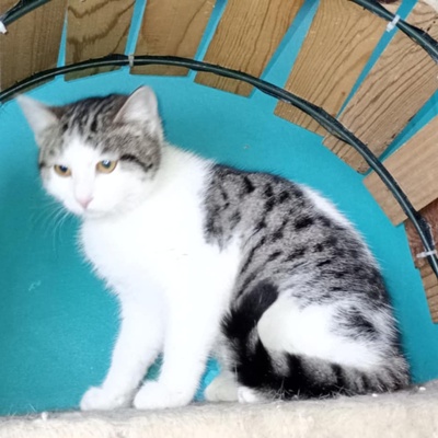 Katzenmädchen Yuna wartet auf ihre Menschen, EKH - Katze