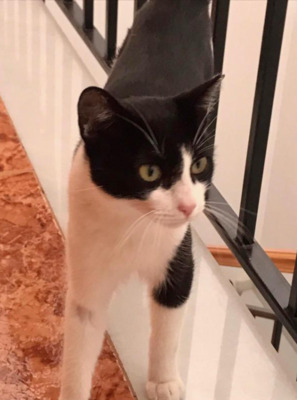 Katzenteenie MATILDA (ALM) Jungtier - Katze