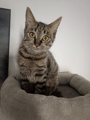 Kauzi, Bauernkatze Jungtier - Kater