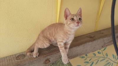 Kaya - Neugierige Abenteuerin, ca. 4 Monate, Mischling Jungtier - Katze
