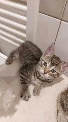 Keine, Maine Coon & Bengal Jungtier - Kater