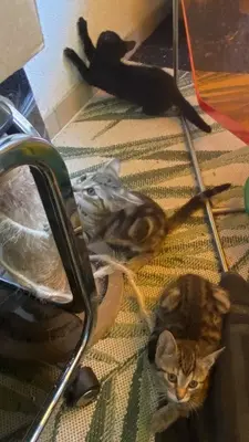 Keine, Maine Coon & Bengal Jungtier - Kater