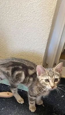 Keine, Maine Coon & Bengal Jungtier - Kater