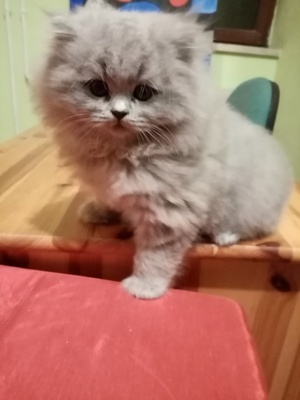 Keinen, Britisch Langhaar Jungtier - Kater