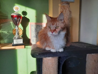 Kelly und Gracy, Main Coon Jungtier - Katze 1