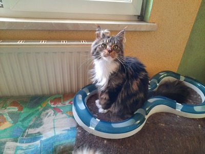 Kelly und Gracy, Main Coon Jungtier - Katze