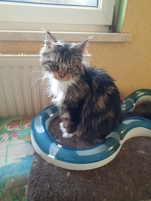 Kelly und Gracy, Main Coon Jungtier - Katze