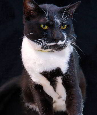 Kenji - ein besonderer Kater