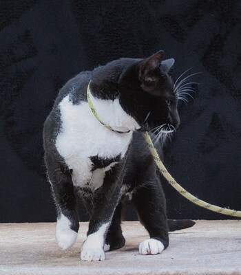 Kenji - ein besonderer Kater, Mix - Kater