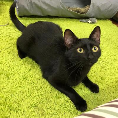 Kerry, Mischling - Katze