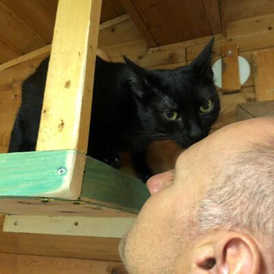 Kerry, Mischling - Katze