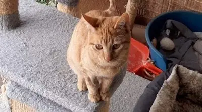 Kian - sanfter Rotschopf, ca. 7 Monate, Mischling Jungtier - Kater