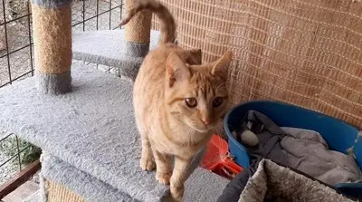 Kian - sanfter Rotschopf, ca. 7 Monate, Mischling Jungtier - Kater