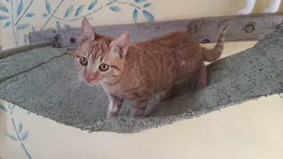 Kian - sanfter Rotschopf, ca. 7 Monate, Mischling Jungtier - Kater