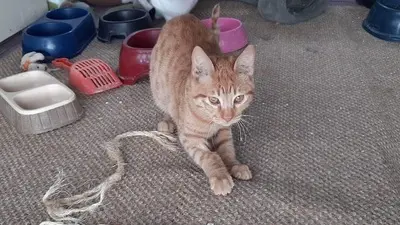 Kian - sanfter Rotschopf, ca. 7 Monate, Mischling Jungtier - Kater