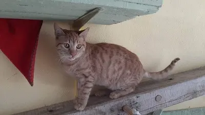 Kian - sanfter Rotschopf, ca. 7 Monate, Mischling Jungtier - Kater