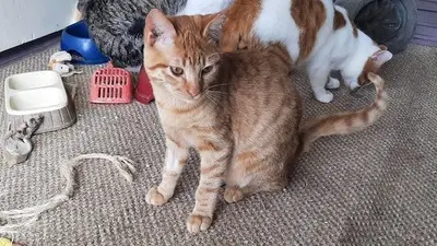 Kian - sanfter Rotschopf, ca. 7 Monate, Mischling Jungtier - Kater