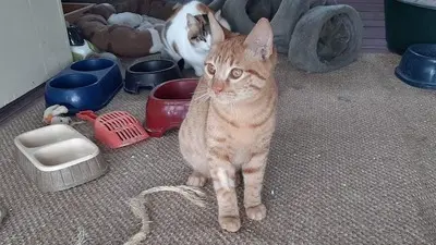Kian - sanfter Rotschopf, ca. 7 Monate, Mischling Jungtier - Kater