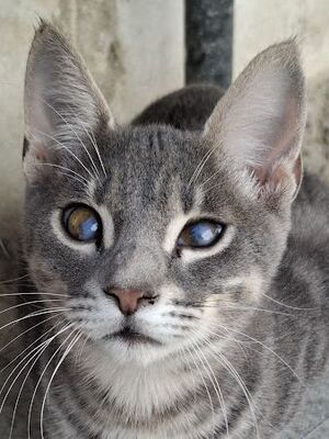 Kike, Europäisch Kurzhaar - Kater