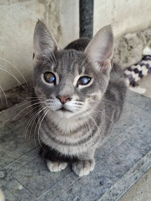 Kike, Europäisch Kurzhaar - Kater
