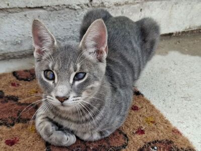 Kike, Europäisch Kurzhaar - Kater