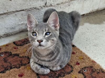 Kike, Europäisch Kurzhaar - Kater
