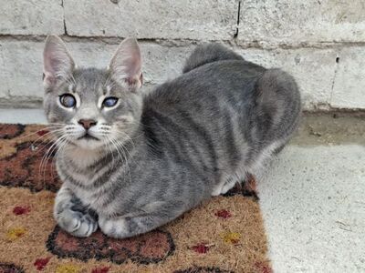 Kike, Europäisch Kurzhaar - Kater
