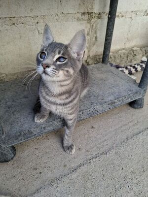 Kike, Europäisch Kurzhaar - Kater