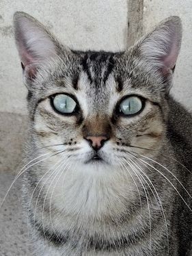 Kiki, Europäisch Kurzhaar - Katze
