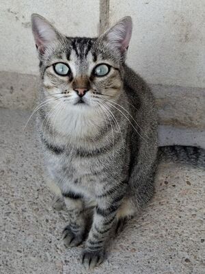 Kiki, Europäisch Kurzhaar - Katze