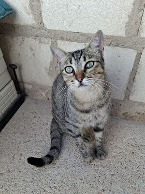 Kiki, Europäisch Kurzhaar - Katze
