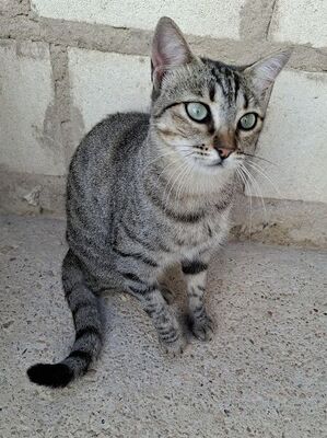 Kiki, Europäisch Kurzhaar - Katze