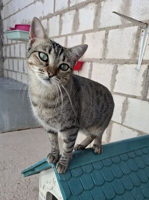 Kiki, Europäisch Kurzhaar - Katze